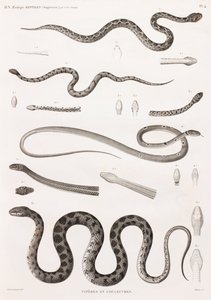 Reptielen: adders en slangen door Unbekannt