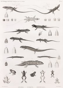 Reptielen: serie illustraties van hagedissen, skinken en kikkers