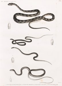 Reptielen: serie illustraties van slangen