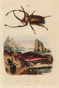 Neushoornmestkever, Golofa porteri 1, Kretenzische papegaaivis, Scarus creticus 2, en Scarites buparius kever 3
