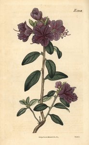 Rhododendron of azalea bloemisten - Wintergroene daurische rododendron, Rhododendron dahuricum sempervirens. Handgekleurde botanische gravure door Weddell uit John Sims