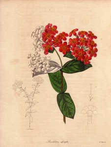 Rondeletie scharlaken of geurend (Rondeletia odorata). Struik inheems in Panama en Cuba, bossig en groenblijvend, meet 2 tot 3 meter hoog en bloeit in de lente met roze en geel-oranje bloemen, zeer geurend. Illustratie door Augusta Innes Withers (1793-1877