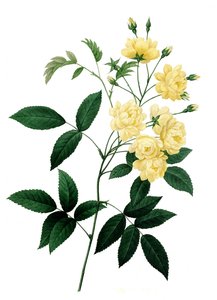 Roos Rosier de Bancks var. a fleurs jaunea, Rosa banksiae, Banks roos door Unbekannter Künstler