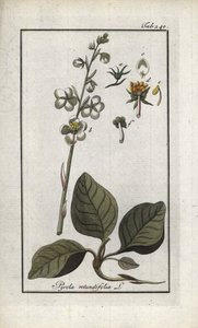 Rondbladige Pyrole (Pyrola rotundifolia). Lithografie uit 