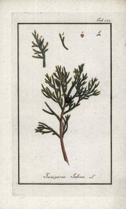 Sabijnse jeneverbes (Juniperus sabina). Lithografie uit “Afbeelding der Artseny-Gewassen” door Johannes Zorn (1739-1799), Nederland door Unbekannter Künstler