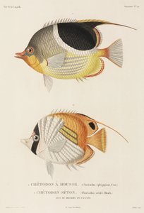 Zadelrug en Auriga vlindervissen, Zuidelijke Stille Oceaan