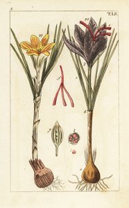 Saffraankrokus, Crocus sativus