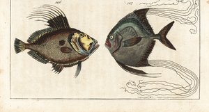 Sintsteen (of zeehaan, doree of zee) - schoenmakerdraad (of gevederde carangue) - Sint-pieter, Zeus faber 126, en Afrikaanse pompano, Alectis ciliaris 127. Handgekleurde kopergravure uit Gottlieb Tobias Wilhelm
