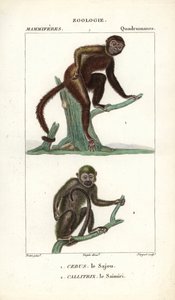 Sajou of saphogano of kapucijn en saimiri of doodshoofdaapje - Gravure door Jean Gabriel Pretre, gegraveerd door Carnonkel, voor het woordenboek van natuurwetenschappen: zoogdieren door Frederic Cuvier, bewerkt door Pierre Jean Francois Turpin