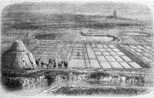 Zoutproductie: zoutmoerassen (saline) van Zuid-Frankrijk. Gravure uit de 19e eeuw