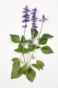 Salvia longispicata (s) farinacea/Big Blue/Hybride Salie