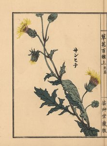 Sanhichisou of Japanse paarse passie, Gynura japonica