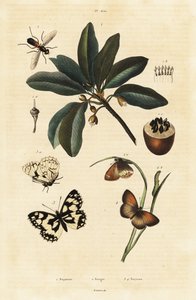 Sapodilla en motten door Unbekannter Künstler