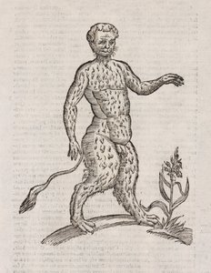 Satyri andere soort