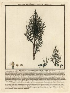 Jeneverbes of savin, Juniperus sabina door Unbekannter Künstler
