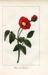Scharlaken Provence roze, roos van Provins, Rosa gallica. Handgekleurde kopergravure van een illustratie door Miss Prudhomme uit 
