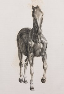 Tweede ontlede laag van een paard, vooraanzicht