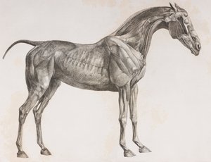 Tweede ontlede laag van een paard, zijaanzicht