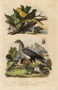Secretarisvogel, Sagittarius serpentarius, wilde en tamme kanaries, Serinus canaria door Unbekannt