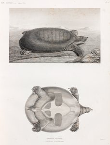 Zij- en onderaanzicht van een schildpad