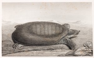 Zijaanzicht van een schildpad