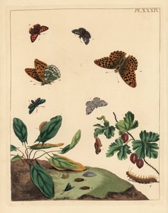 Zilvergewassen parelmoervlinder, Argynnis paphia, boswachtermot, Adscita statices, L. of kruisbesmot, Halia vauaria, kleine vuurvlinder, Lycaena phlaeas, vale schipper, Erynnis tages, en kruisbesstruik, Ribes grossularia door Unbekannter Künstler