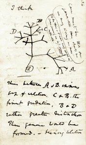 Schets door Charles Darwin (1809-1882) uit zijn eerste notitieboek Transmutation of species: dit is zijn eerste diagram met betrekking tot zijn evolutietheorie. 1837 door Unbekannter Künstler