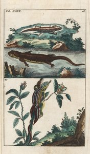 Gladde of Gewone Triton en Zandhagedis - Sterk Water door Gottlieb Tobias Wilhelm (1758-1811), uit Encyclopedie of Natural History: Amphibians