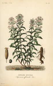 Zeepkruid of zeepkruid, Saponaria officinalis