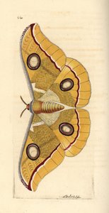 Zuid-Indiase kleine tussore, Antheraea paphia (Phalaena paphia). Illustratie getekend en gegraveerd door Richard Polydore Nodder. Handgekleurde kopergravure uit George Shaw en Frederick Nodder