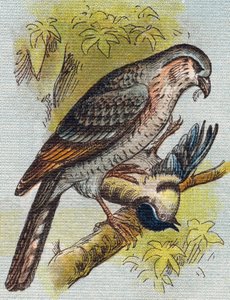 Mus. Gravure in "Alfabet van mijn kleine meisje". Bernardin-Bechet en Fils, boekhandel-uitgevers, Parijs, circa 1895.