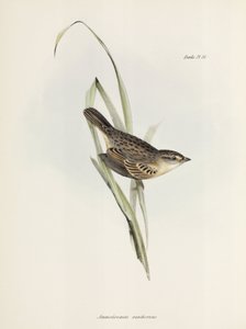 Mussen of vinken, ca. 1832-1836