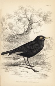 Bril-tyrant. Handgekleurde staalgravure door William Lizars naar een illustratie van William Swainson uit Sir William Jardine