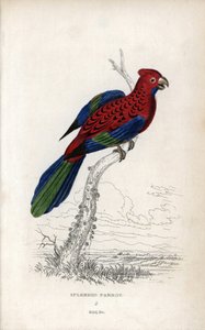 Prachtige papegaai. Lithografie van Joseph Kidd, gebaseerd op een tekening van John Audubon, in Miscellany of Natural History: Parrots, Sir Thomas DiK Lauder en Captain Thomas Brown, gepubliceerd in Edinburgh, Schotland, in 1833