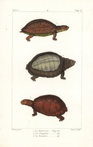 Gevlekte pootschildpad, Rhinoclemmys punctularia 1, Indiase flapshell schildpad, Lyssemys punctata 2, en Noord-Afrikaanse helm schildpad, Pelomedusa subrufa olivacea. Handgekleurde kopergravure door David naar een illustratie door Jean-Gabriel Pretre uit B