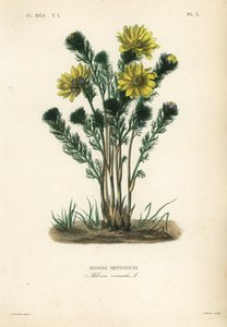 Voorjaarsadonis of valse nieskruid, Adonis vernalis door Unbekannt