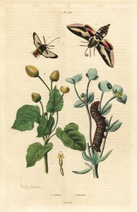 Wolfsmelkpijlstaart, Hyles euphorbiae, en rups, horzelmot, Sesia apiformis, en tandpijnplant, Spilanthes soorten door Unbekannt