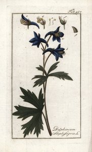 Staphisegar of kruid met luizen, jichtgras of wilde druif (Delphinium staphisagria). Lithografie uit “Afbeelding der Artseny-Gewassen” door Johannes Zorn (1739-1799), Nederland door Unbekannter Künstler