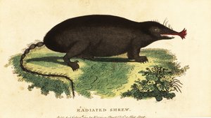 Sterneusmol, Condylura cristata, 1800 (gravure) door Unbekannter Künstler