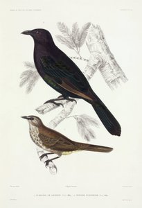 Spreeuwen