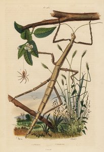 Wandelende takken of phasmiden, Carausius morosus en Clonopsis gallica, en zwervende krabspin, Philodromus aureolus door Unbekannt