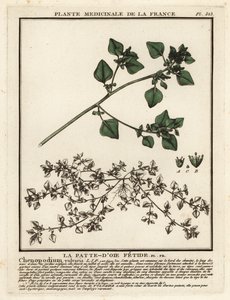 Stinkende ganzenvoet, Chenopodium vulvaria