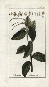 Stinkende verbena of knoflookliana (Petiveria alliacea). Lithografie uit “Afbeelding der Artseny-Gewassen” door Johannes Zorn (1739-1799), Nederland