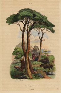 Steenpijnboom, Pinus pinea, Pin