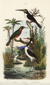 Ooievaar, Jabiru mycteria, roeststaartjacamar, Galbula ruficauda en drieteenjacamar, Jacamaralcyon tridactyla
