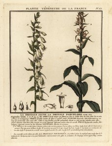 Gele vingerhoedskruid, Digitalis lutea door Unbekannter Künstler