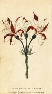 Gestreepte alstroemeria, Alstroemeria ligtu, 1800 (gravure)