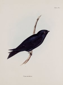 Zwaluw of martin, Zuid-Amerika, ca. 1832-1836