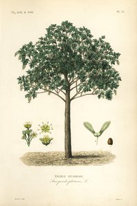 Esdoorn