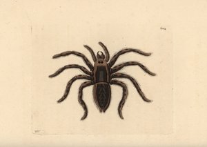 Tarantula wolfspin, Lycosa tarantula door Unbekannter Künstler